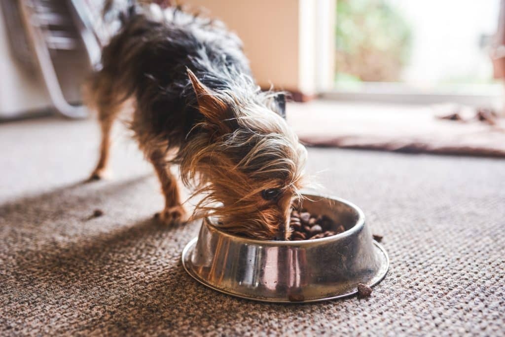 Few Points to Ponder on Dogs and their Eating Patterns